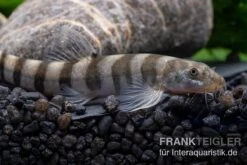 Achtringe-Schmerle, Serpenticobitis Octozona