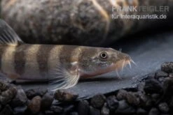 Achtringe-Schmerle, Serpenticobitis Octozona -Heimtierbedarf Achtringe Schmerle Serpenticobitis octozona 3