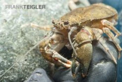 Krabbenkrebs, Aegla Platensis 5 Krabbenkrebs, Aegla Platensis -Heimtierbedarf Aegla platensis 4