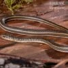 Ägyptische Sandrennnatter, Psammophis Sibilans 2 Ägyptische Sandrennnatter, Psammophis Sibilans -Heimtierbedarf Aegyptische Sandrennnatter Psammophis sibilans 01