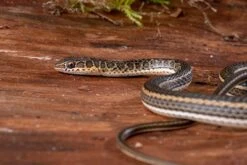 Ägyptische Sandrennnatter, Psammophis Sibilans -Heimtierbedarf Aegyptische Sandrennnatter Psammophis sibilans 03