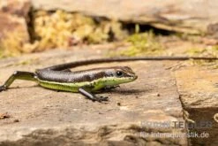 Afrika-Skink, Trachylepis Polytropis -Heimtierbedarf Afrika Skink Trachylepis polytropis 3