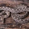 Afrikanische Eierschlange, Dasypeltis Scabra -Heimtierbedarf Afrikanische Eierschlange Dasypeltis scabra neu 1