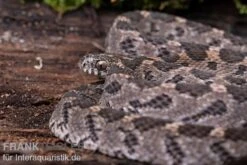 Afrikanische Eierschlange, Dasypeltis Scabra -Heimtierbedarf Afrikanische Eierschlange Dasypeltis scabra neu 4