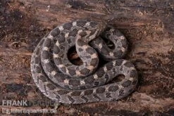 Afrikanische Eierschlange, Dasypeltis Scabra -Heimtierbedarf Afrikanische Eierschlange Dasypeltis scabra neu 5