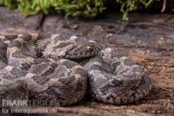 Afrikanische Eierschlange, Dasypeltis Scabra -Heimtierbedarf Afrikanische Eierschlange Dasypeltis scabra neu 6