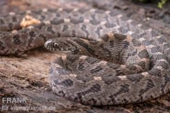 Afrikanische Eierschlange, Dasypeltis Scabra -Heimtierbedarf Afrikanische Eierschlange Dasypeltis scabra neu 9