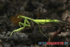 Afrikanische Gottesanbeterin, Sphodromantis Bioculata -Heimtierbedarf Afrikanische Gottesanbeterin Sphodromantis bioculata 3