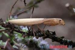 Afrikanische Gottesanbeterin, Sphodromantis Bioculata -Heimtierbedarf Afrikanische Gottesanbeterin Sphodromantis bioculata 4