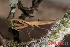 Afrikanische Gottesanbeterin, Sphodromantis Bioculata -Heimtierbedarf Afrikanische Gottesanbeterin Sphodromantis bioculata 5