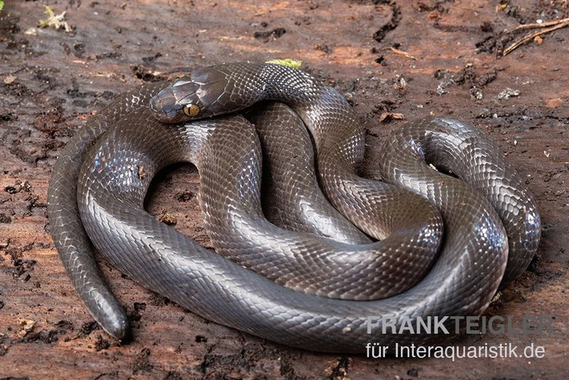 Afrikanische Hausschlange, Lamprophis Fuliginosus 4 Afrikanische Hausschlange, Lamprophis Fuliginosus – Bild 2