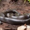 Afrikanische Hausschlange, Lamprophis Fuliginosus 1 Afrikanische Hausschlange, Lamprophis Fuliginosus -Heimtierbedarf Afrikanische Hausschlange Lamprophis fuliginosus schwarz jpg