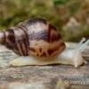Afrikanische Albino-Riesenschnecke, Achatina Reticulata "albino", DNZ -Heimtierbedarf Afrikanische Riesenschnecke Albino Achatina reticulata Albino DNZ 2