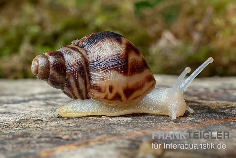 Afrikanische Albino-Riesenschnecke, Achatina Reticulata "albino", DNZ 3 Afrikanische Albino-Riesenschnecke, Achatina Reticulata "albino", DNZ