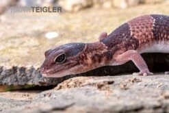 Afrikanischer Fettschwanzgecko, Hemitheconyx Caudicinctus -Heimtierbedarf Afrikanischer Fettschwanzgecko Hemitheconyx caudicinctus 1