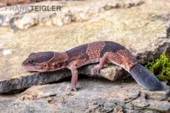 Afrikanischer Fettschwanzgecko, Hemitheconyx Caudicinctus -Heimtierbedarf Afrikanischer Fettschwanzgecko Hemitheconyx caudicinctus 3