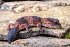 Afrikanischer Fettschwanzgecko, Hemitheconyx Caudicinctus -Heimtierbedarf Afrikanischer Fettschwanzgecko Hemitheconyx caudicinctus 5