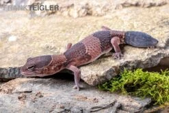 Afrikanischer Fettschwanzgecko, Hemitheconyx Caudicinctus -Heimtierbedarf Afrikanischer Fettschwanzgecko Hemitheconyx caudicinctus neu 1