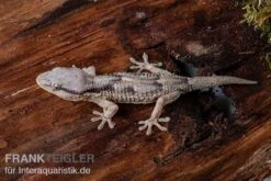 Afrikanischer Mauergecko, Tarentola Ephippiata -Heimtierbedarf Afrikanischer Mauergecko Tarentola ephippiata 03