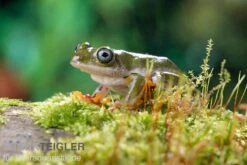 Afrikanischer Riedfrosch, Hyperolius Concolor -Heimtierbedarf Afrikanischer Riedfrosch Hyperolius concolor 3