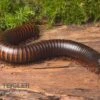 Afrikanischer Riesentausendfüßer, Archispirostreptus Gigas 2 Afrikanischer Riesentausendfüßer, Archispirostreptus Gigas -Heimtierbedarf Afrikanischer Riesentausendfuesser Archispirostreptus gigas 01