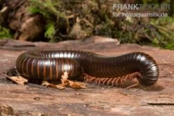 Afrikanischer Riesentausendfüßer, Archispirostreptus Gigas -Heimtierbedarf Afrikanischer Riesentausendfuesser Archispirostreptus gigas 03