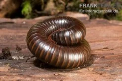 Afrikanischer Riesentausendfüßer, Archispirostreptus Gigas -Heimtierbedarf Afrikanischer Riesentausendfuesser Archispirostreptus gigas 05