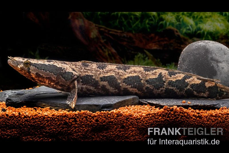 Afrikanischer Schlangenkopf, Channa Obscura 3 Afrikanischer Schlangenkopf, Channa Obscura