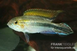 Agassiz-Zwergbuntbarsch, Apistogramma Agassizii, Wildform, Paarweise -Heimtierbedarf Agassiz Zwergbuntbarsch Apistogramma agassizii