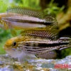 Agassiz-Zwergbuntbarsch, Apistogramma Agassizii TEFE (paarweise) -Heimtierbedarf Agassiz Zwergbuntbarsch Apistogramma agassizii TEFE 1