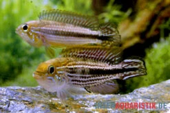 Agassiz-Zwergbuntbarsch, Apistogramma Agassizii TEFE (paarweise)