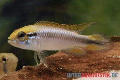 Agassiz-Zwergbuntbarsch, Apistogramma Agassizii, Wildform, Paarweise -Heimtierbedarf Agassiz Zwergbuntbarsch Apistogramma agassizii paarweise wild 2