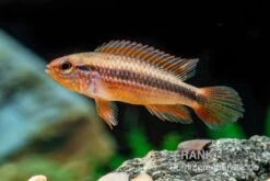 Agassizii-Zwergbuntbarsch Gold-rot, Apistogramma Agassizii Gold-rot, Paarweise -Heimtierbedarf Agassizii Zwergbuntbarsch gold rot Apistogramma agassizii gold rot paarweise 3