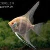 Albino Dantum Skalar, Pterophyllum Altum X Scalare 2 Albino Dantum Skalar, Pterophyllum Altum X Scalare -Heimtierbedarf Albino Dantum Skalar Pterophyllum altum x scalare 1