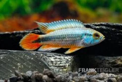 Alenquer-Zwergbuntbarsch, Apistogramma Agassizii "Alenquer Red Tail", Paarweise