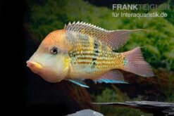 Alto-Sinu-Erdfresser, Geophagus Sp. Alto Sinu 14 Alto-Sinu-Erdfresser, Geophagus Sp. Alto Sinu -Heimtierbedarf Alto Sinu Erdfresser Geophagus sp Alto Sinu 04