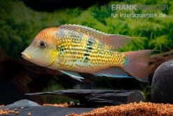 Alto-Sinu-Erdfresser, Geophagus Sp. Alto Sinu 15 Alto-Sinu-Erdfresser, Geophagus Sp. Alto Sinu -Heimtierbedarf Alto Sinu Erdfresser Geophagus sp Alto Sinu 05