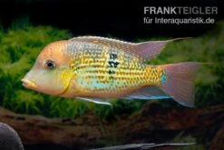 Alto-Sinu-Erdfresser, Geophagus Sp. Alto Sinu 16 Alto-Sinu-Erdfresser, Geophagus Sp. Alto Sinu -Heimtierbedarf Alto Sinu Erdfresser Geophagus sp Alto Sinu 06