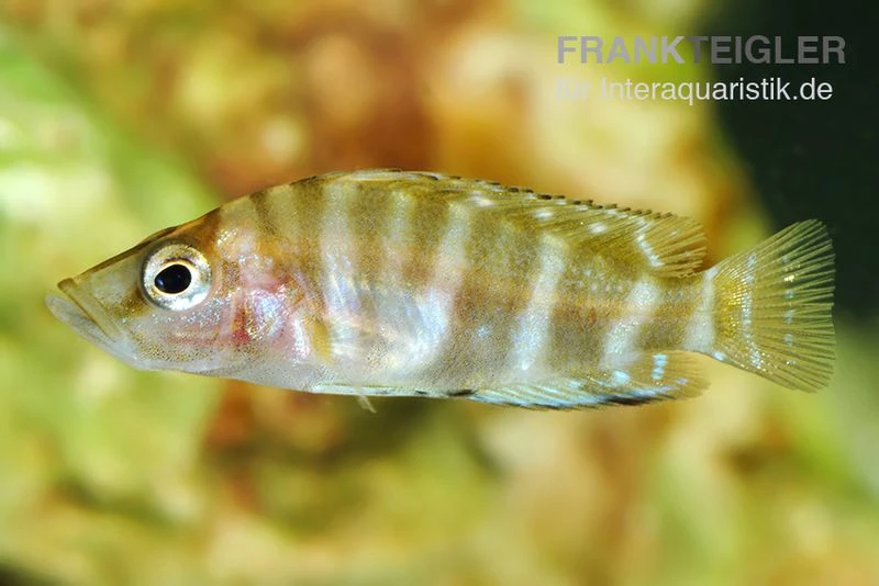 Schnecken-Nanderbuntbarsch Sumbu Shell, Altolamprologus Compressiceps Sumbu Shell 3 Schnecken-Nanderbuntbarsch Sumbu Shell, Altolamprologus Compressiceps Sumbu Shell