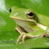 Amerikanischer Laubfrosch, Hyla Cinerea 1 Amerikanischer Laubfrosch, Hyla Cinerea -Heimtierbedarf Amerikanischer Laubfrosch Hyla cinerea 1