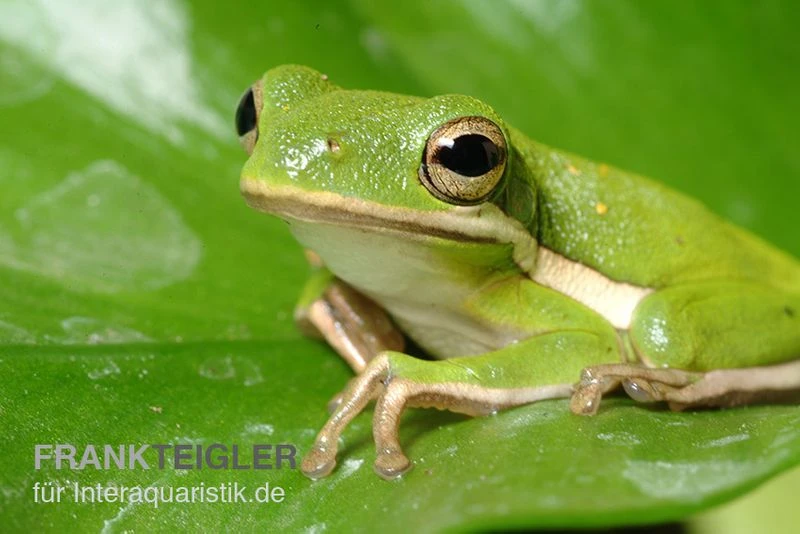 Amerikanischer Laubfrosch, Hyla Cinerea 3 Amerikanischer Laubfrosch, Hyla Cinerea