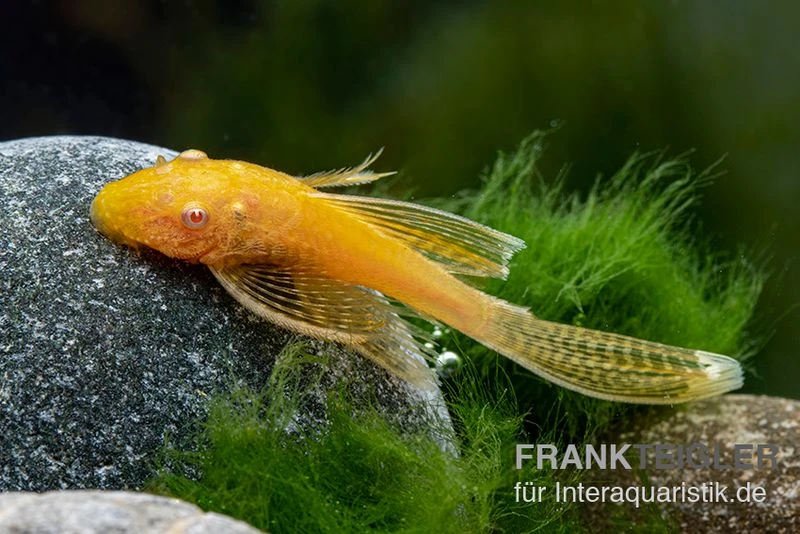 Goldener Schleier-Antennenwels, Ancistrus Sp. Long Fin "Gold-Schleier" 5 Goldener Schleier-Antennenwels, Ancistrus Sp. Long Fin "Gold-Schleier" – Bild 3