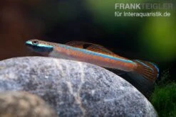 Annieae-Grundel, Stiphodon Annieae, 1 Paar -Heimtierbedarf Annieae Grundel Stiphodon annieae 3