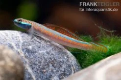 Annieae-Grundel, Stiphodon Annieae, 1 Paar -Heimtierbedarf Annieae Grundel Stiphodon annieae 4