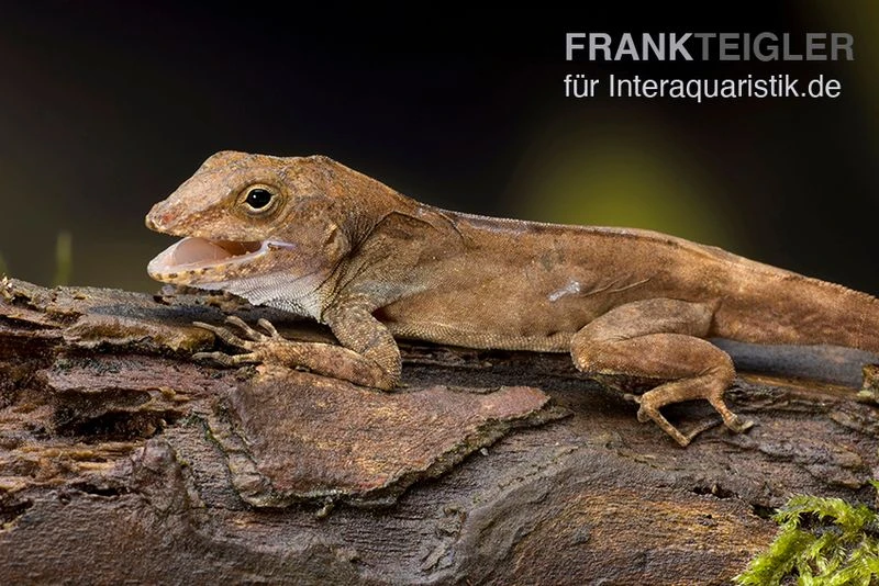 Kammanolis, Anolis Cristatellus 5 Kammanolis, Anolis Cristatellus – Bild 3