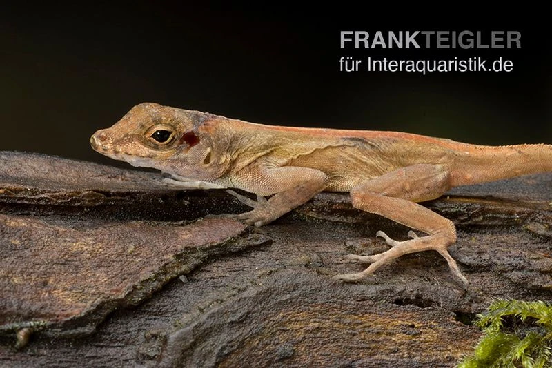 Kammanolis, Anolis Cristatellus 4 Kammanolis, Anolis Cristatellus – Bild 2