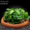 Anubias Nana "Petite" In Tonschale -Heimtierbedarf Anubias nana Petite in Tonschale