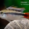 Apistogramma Rio Marmore, Apistogramma Erythrura, 1 Paar 2 Apistogramma Rio Marmore, Apistogramma Erythrura, 1 Paar -Heimtierbedarf Apistogramma Rio Marmore Apistogramma erythrura 1