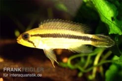 Agassiz-Zwergbuntbarsch, Apistogramma Agassizii TEFE (paarweise) -Heimtierbedarf Apistogramma agassizii TEFE agassiz buntbarsch