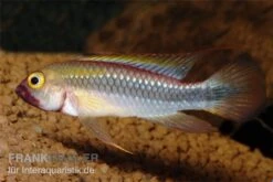 Wilhelmi Zwergbuntbarsch, Apistogramma Sp. Wilhelmi -Heimtierbedarf Apistogramma sp Wilhelmi